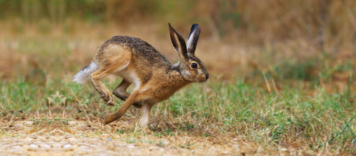 Foto: lepre che corre