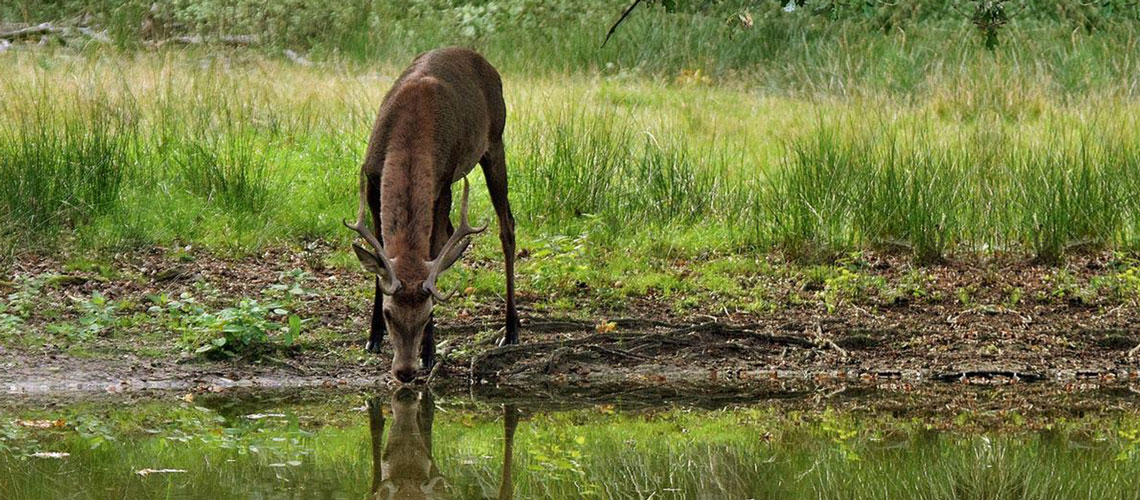 Foto: capriolo che beve