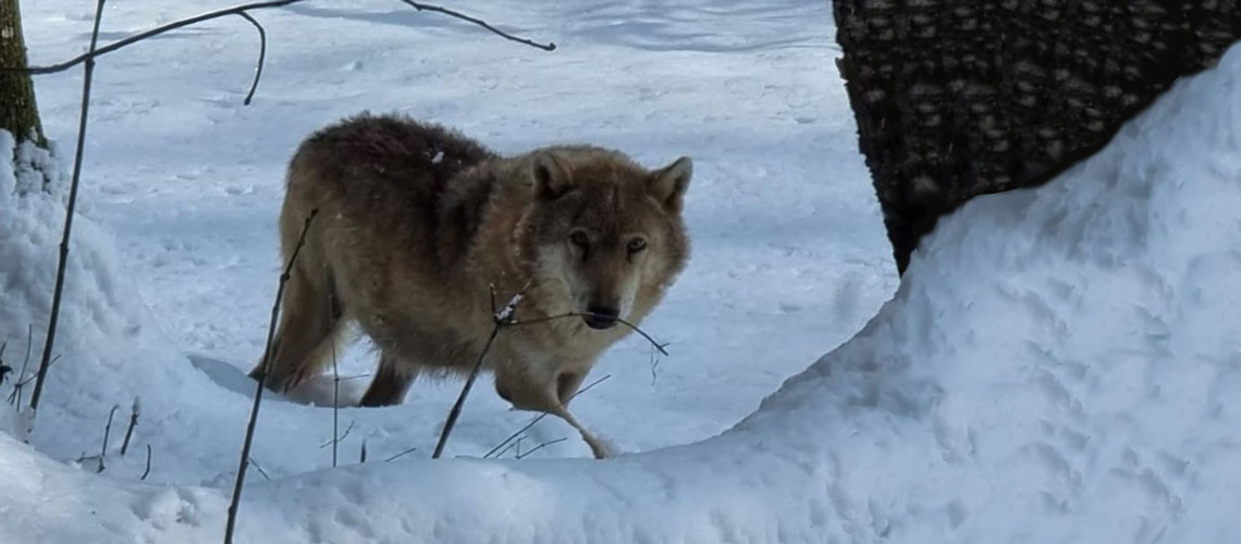 Foto: lupo nella neve