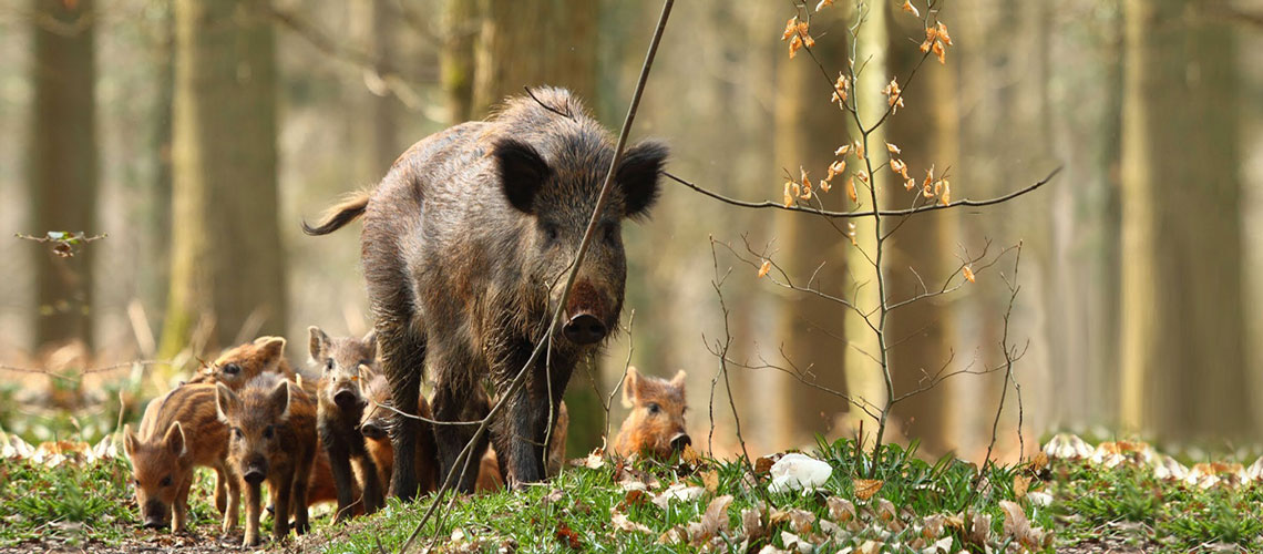 Foto: femmina di chinghiale con cuccioli